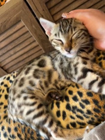 Wild Looking TICA Registered Males in Blackburn