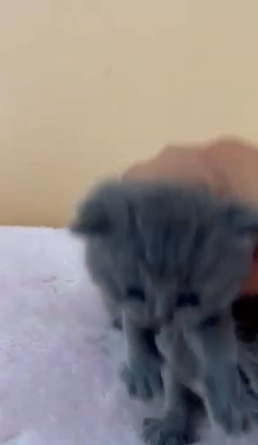 Beautiful and cute BSH blue girls for sale in Huntingdonshire