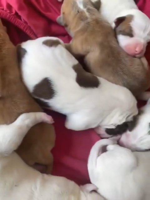 American bully puppies in Rochdale
