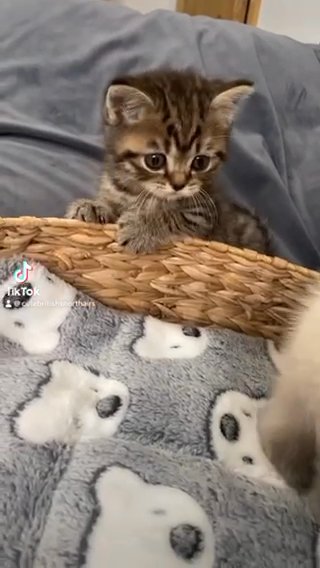 Male British Shorthair Kitten in Birmingham