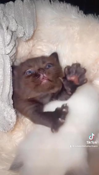 Chocolate Female British shorthair Kitten in Birmingham