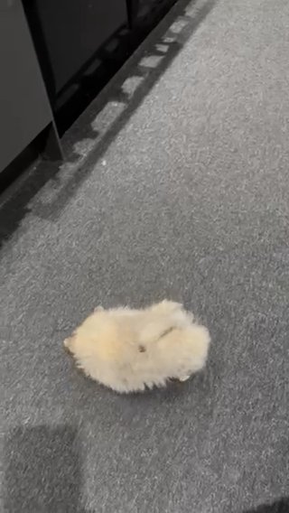Very Small pomchi in Coventry