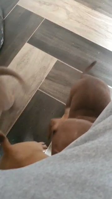 standard bully pups in Bradford