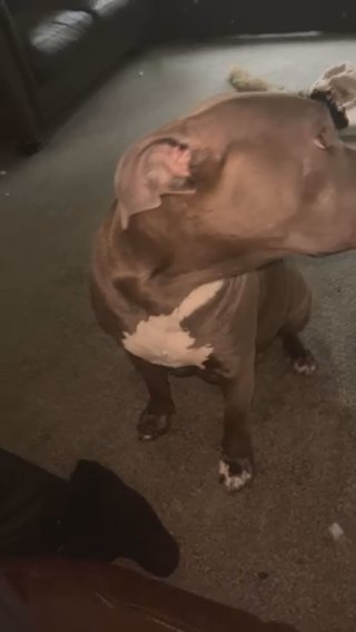 Xl Bully GIRL in Middlesborough