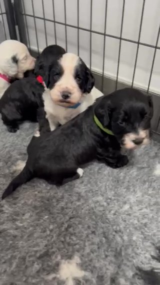 Male&female Cockapoo in Solihull