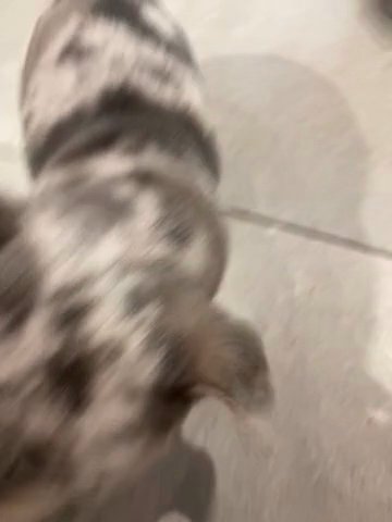 Male Fluffy And Testable Carrier in Southampton