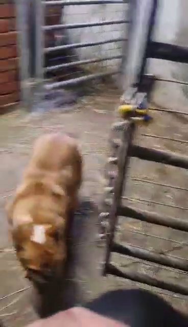 English bulldog 2 year old girl in Cardiff