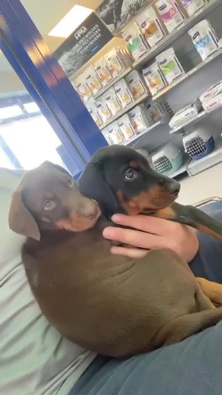 Doberman Girl Black And Tan in Birmingham