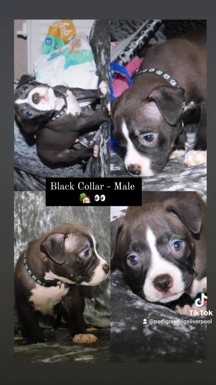 full pedigree Abkc registered!! REDUCED MASSIVELY in Liverpool