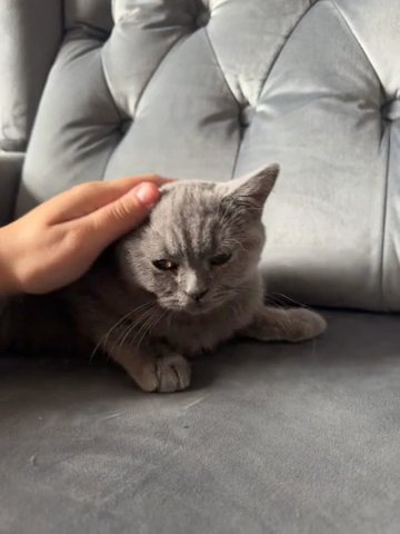 Full Pedigree British Shorthair Male in Cardiff