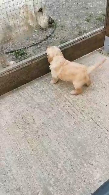 loving and outstanding golden retriever pups in Neath Port Talbot