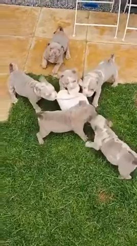 Puppies 2XCowboy in North West Leicestershire