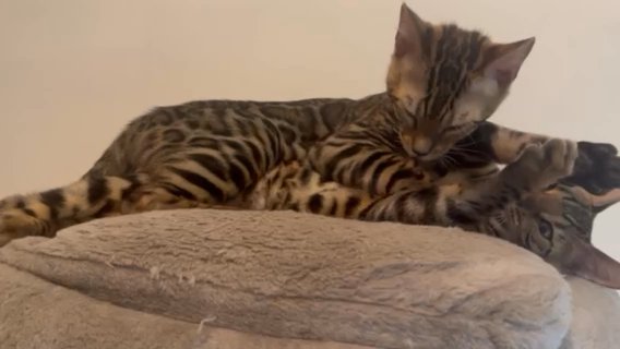 2 Perfect Bengal Boys in London