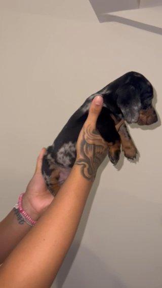 Miniature Dachshund Puppies in Sandwell