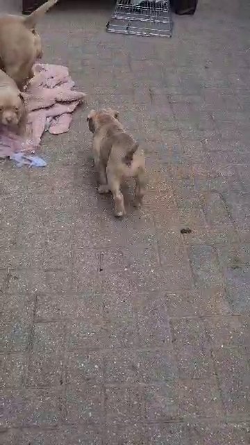 AMERICAN MICRO POCKET BULLY PUPS EXCELLENT PEDIGREE in Cardiff