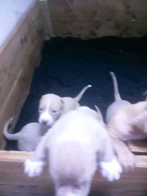 xl bully for sale in Wolverhampton