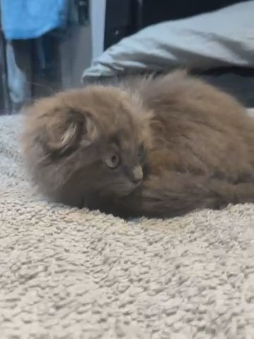 One Last Kitten Left in London