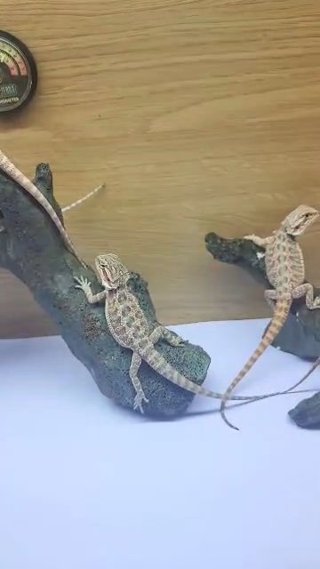 baby bearded dragons in County Durham