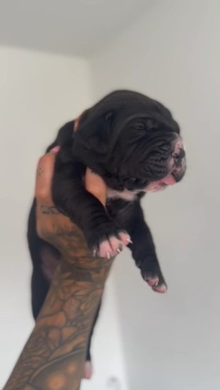 Champion Blood Line Cane Corso Puppies For Sale in Exeter