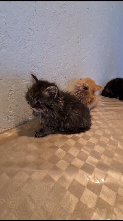 maine coon in Bradford