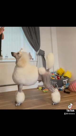 Spanish Import Standard Poodle in Gateshead