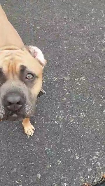 cane corso in Birmingham