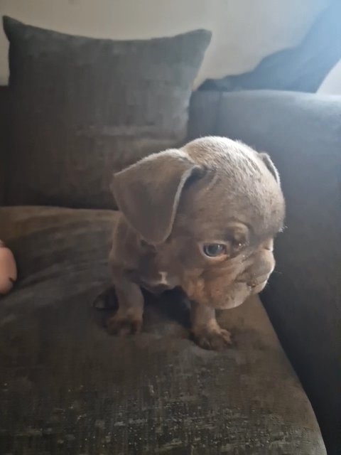 big rope french bulldog in Tunbridge Wells