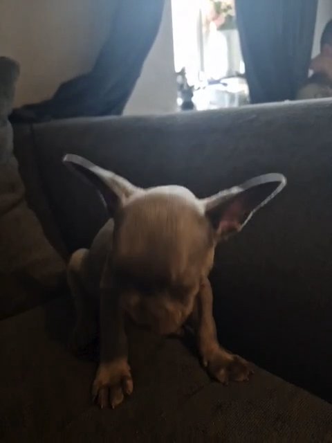 french bulldog puppy in Tunbridge Wells