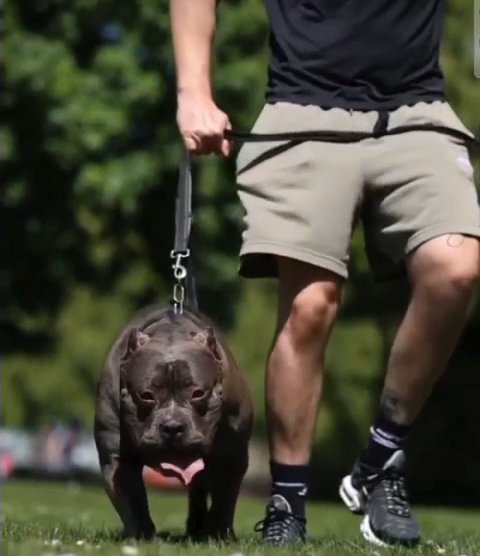 American bully's xl sunline in Leicester