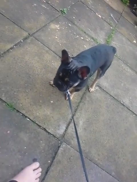 French bulldog for sale in Leeds
