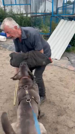 Female Cane Corso in County Durham