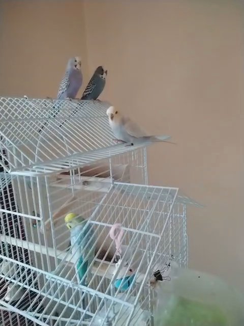 Budgie Clan! in London