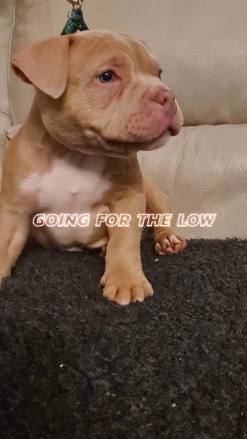 STUNNING POCKET BULLY PUPS TOP BLOODLINES MASSIVELY REDUCED in Cardiff