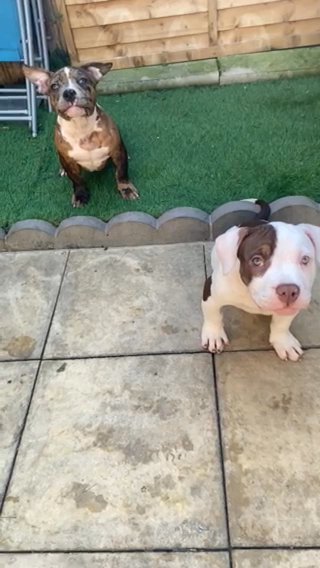 2 American Pocket/micro Bullies in Barnsley