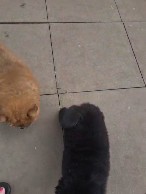 chow chow pups ready now in Walsall