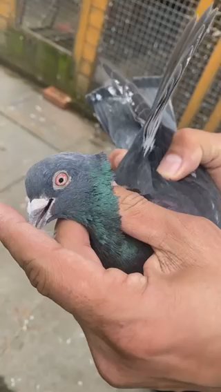 Pigeon in London