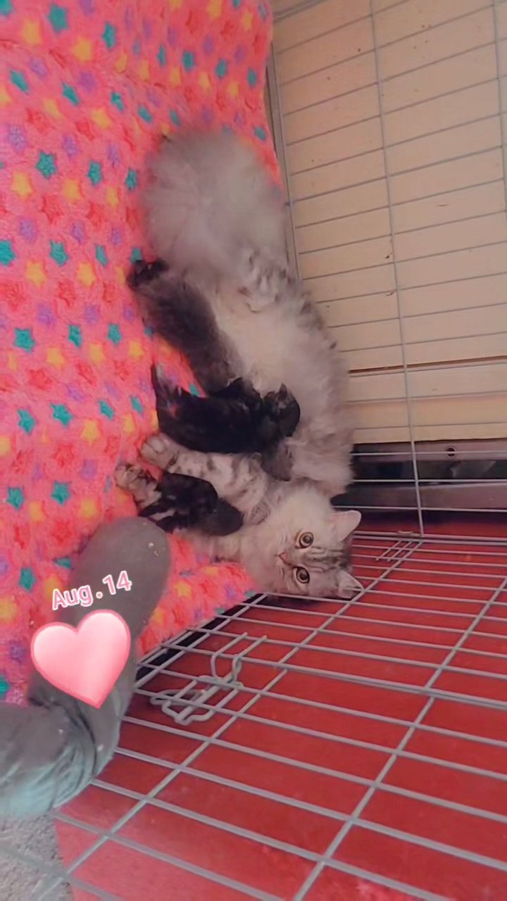 mainecoon kittens in London