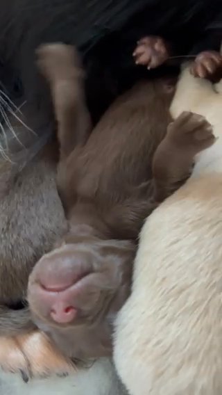Pomchi Pups Parents Russian Imports? in Dundee