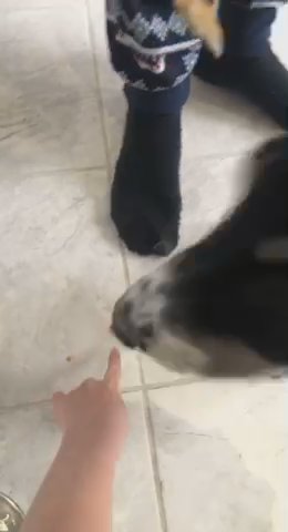 Dog in Cheshire East