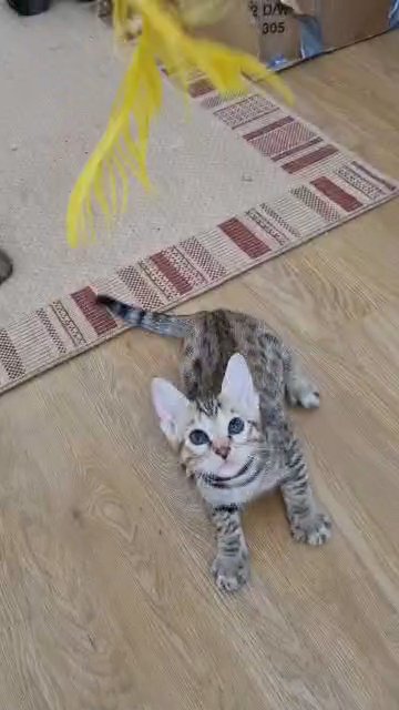 Beautiful Bengal Kittens in Basildon