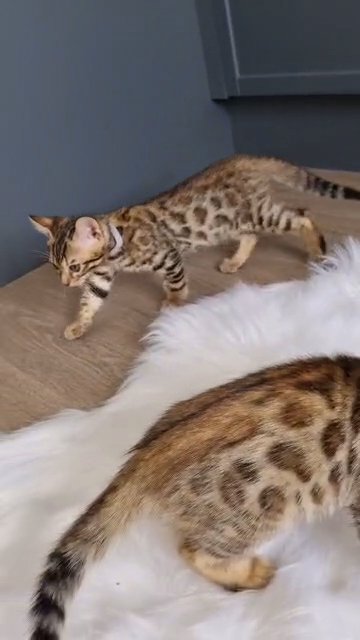 Stunning Bengal Kittens in Basildon