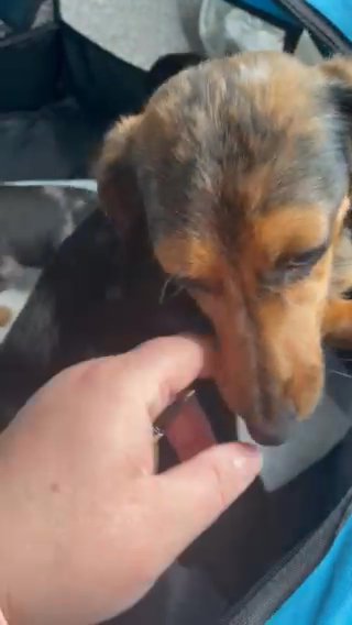 Dachshund X Jack One Girl Left in Wakefield