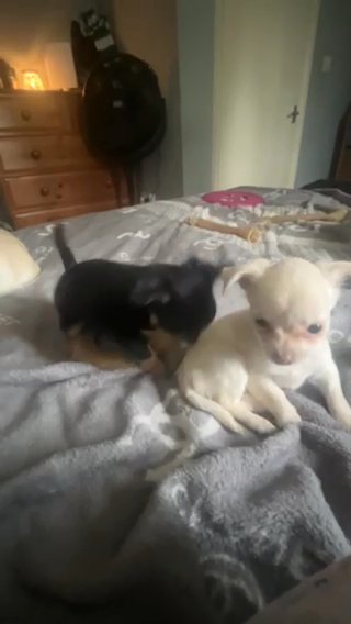 READY TO GO NOW 8WEEK OLD PUREBRED CHIHUAHUA PUPPIES in Birmingham