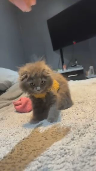 2 Amazing Kittens Left in London
