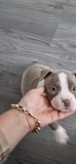 stunning pocket bully girl left in Northampton