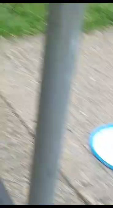pocket bullies 1 girl left beautiful eyes in London