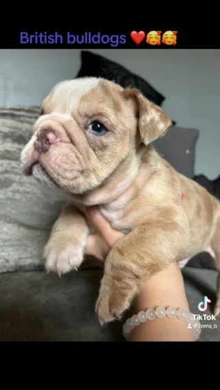 Beautiful Lilac Bulldogs in Cambridge