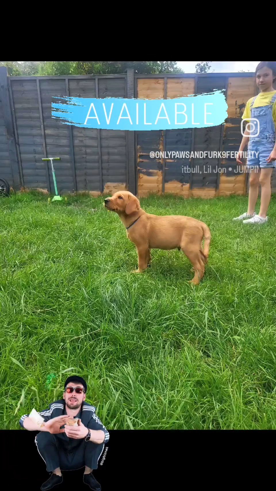 red labrador price reduced in Colchester