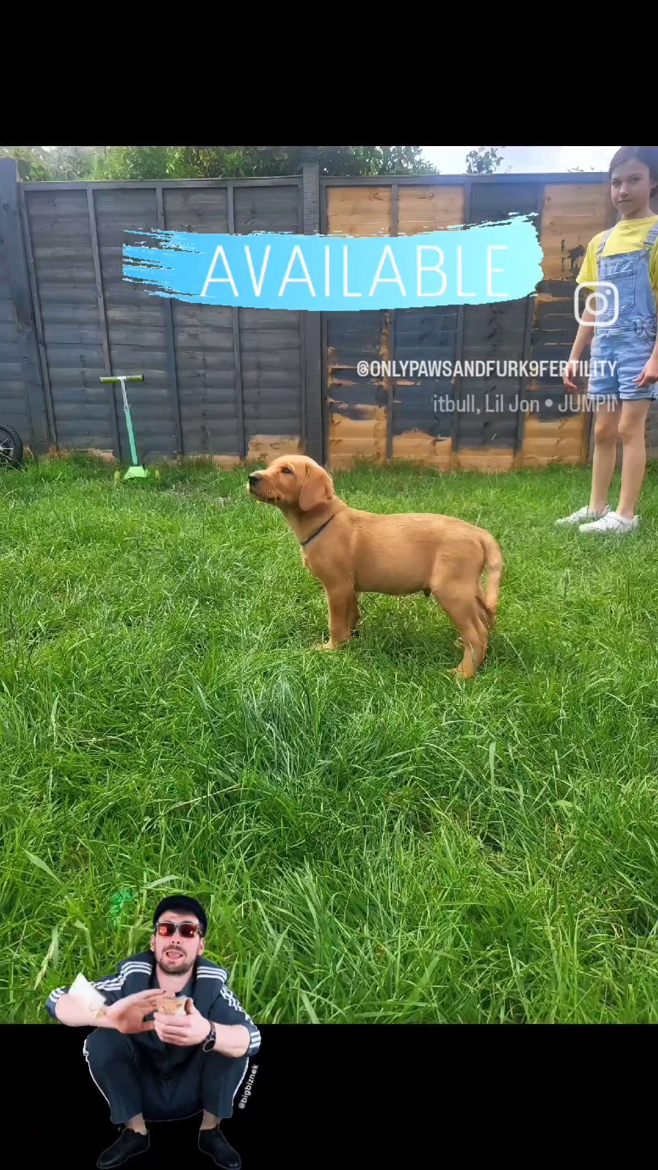 red labrador price reduced in Colchester