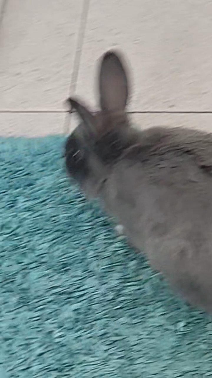 thumps in Derby